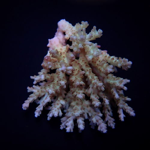 acropora coral sea