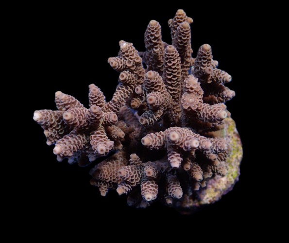 Acropora cream Common