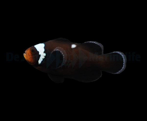 Amphiprion ocellaris Domino DJM Bred