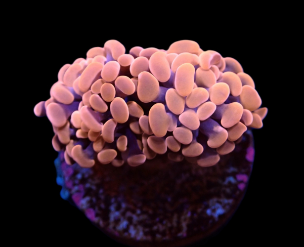 Euphyllia paraancora Orang pink