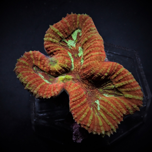 Suymphyllia Orange Red uUtra