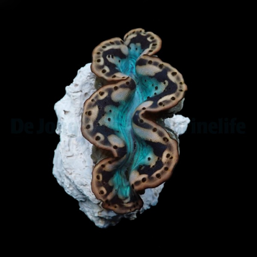 Tridacna Maxima Yellow Gold 3cm